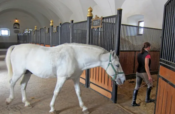 Trenutno v Kobilarni Lipica dela 32 konjarjev,  21 jahačev in šest kočijažev, a iščejo dodatne kadre.