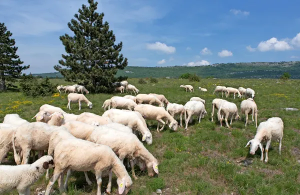 Na kraških travnikih Trčkovi pasejo tudi drobnico. 