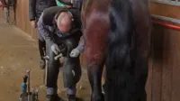 Podkovski mojster v Kobilarni Lipica ne zmore sam skrbeti za 
kopita vseh lipicancev, zato iščejo  podkovskega učenca. 