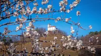 Cerkev Marije Snežne na Obeluncu je bila zgrajena leta 1611.