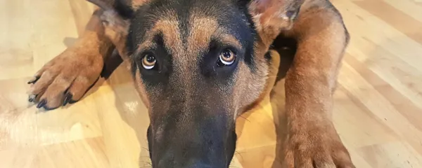 So paraziti v pasjih iztrebkih lahko težava?