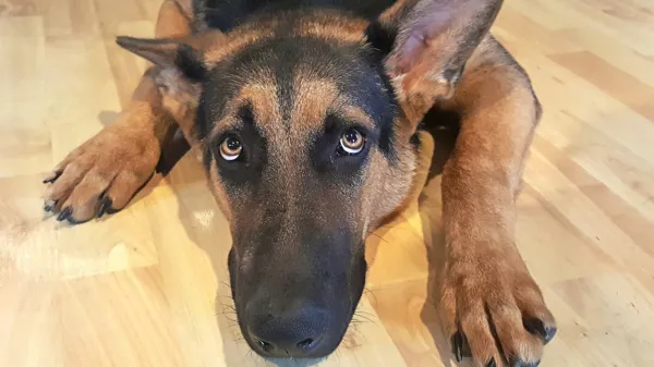 So paraziti v pasjih iztrebkih lahko težava?