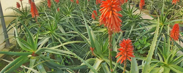 Aloe arborescens oziroma zdravilna aloja ni samo dekorativna 
rastlina, ampak tudi  izredno bogata z zdravilnimi učinkovinami.