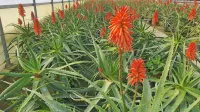 Aloe arborescens oziroma zdravilna aloja ni samo dekorativna 
rastlina, ampak tudi  izredno bogata z zdravilnimi učinkovinami.