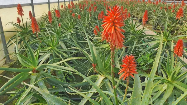 Aloe arborescens oziroma zdravilna aloja ni samo dekorativna 
rastlina, ampak tudi  izredno bogata z zdravilnimi učinkovinami.