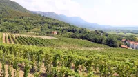 Nadomestilo bo v obliki pavšala na hektar vinograda, v katerem 
upravičenec prideluje grozdje in vino, in sicer za obdobje od 1. 
oktobra 2020 do 31. januarja 2021