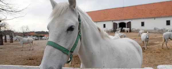 Glasovi se v izgovoru in pravopisu zbližujejo ali oddaljujejo med sabo