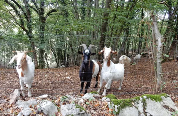 Letošnja novost je, da lahko plačila uveljavljajo rejci, ki  redijo vsaj 
14 koz ali ovc, starejših od enega leta.