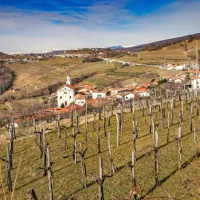 V Kojskem je mogoče najeti tudi zgolj eno trto in pridelati svojo 
steklenico vina.
