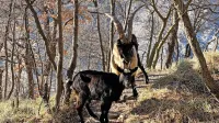 Srečanje s kozami med sprehodom v dolini Glinščice ni nobena 
posebnost.
