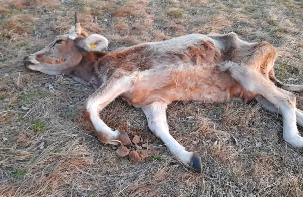 Prizori poginulih živali so vznemirili domačine, še posebej, ker so 
jim bili priča že leta 2018.