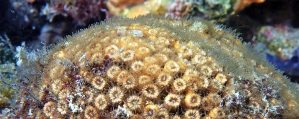 Sredozemska kamena korala je biogradnik, ki tvori manjše grebene tudi v 
slovenskem morju.

