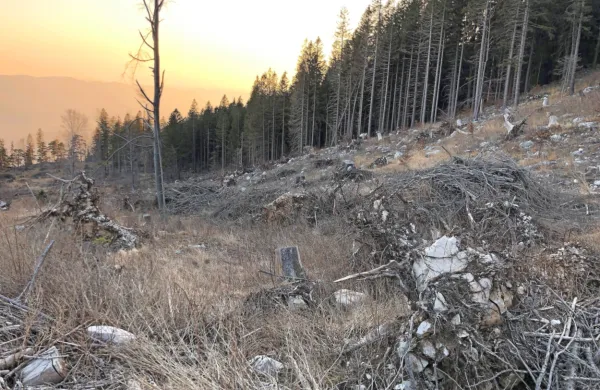 Domačini in ljubitelji narave  se v Trnovskem gozdu vse pogosteje 
srečujejo z območji, prizadetimi po sečnji, kar jih skrbi.