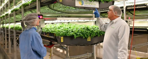 V Aero Farm iz Newarka v ZDA na stojalih gojijo zelenjavo, ki vlago 
in hranila dobiva kapljično iz zraka.  