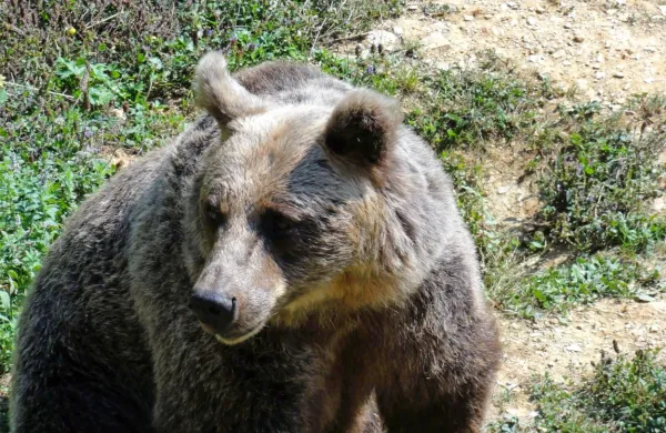 Kljub temu, da je populacija medvedov na območju Spodnje Idrije 
velika, pa napadov na ljudi in druge škode ne beležijo.