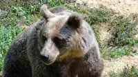 Kljub temu, da je populacija medvedov na območju Spodnje Idrije 
velika, pa napadov na ljudi in druge škode ne beležijo.