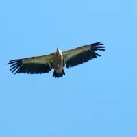 Beloglavi jastreb nad Sabotinom: 630 mm, manjši izrez;  ISO 200, čas  1/450s,  
zaslonka f/8

  