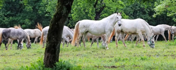 Lipicanci se že 441 let pasejo na posestvu, s katerega so 
postopoma odstranili kamenje in ga kultivirali, da  so izboljšali 
strukturo tal.    