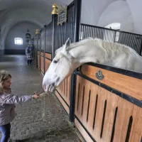 Lipicanec je baročna pasma konj, s srednje veliko glavo zmerno 
konveksne oblike  in temnimi očmi.  