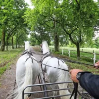 Ena od možnosti, da spoznamo čudovite lipiške drevorede in 
prostranost posestva, je vožnja s kočijo.  

