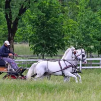Ker so lipicanci zelo učljivi, so primerni ne samo za dresuro, 
temveč tudi za delo pod sedlom in vožnjo kočij.  
