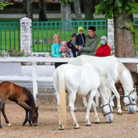 Najpogostejši obiskovalci Lipice so družine, najmlajše pa najbolj 
navdušijo mladi žrebički, ki so v otroštvu temno rjavi ali sivi, šele kasneje 
dobijo značilno belo barvo.  