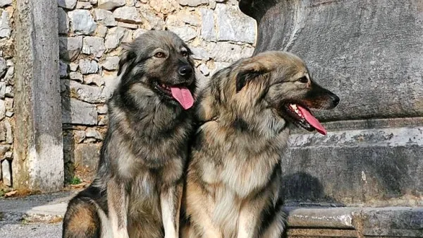 Kjer je “kraševec”, ni zveri in tatov