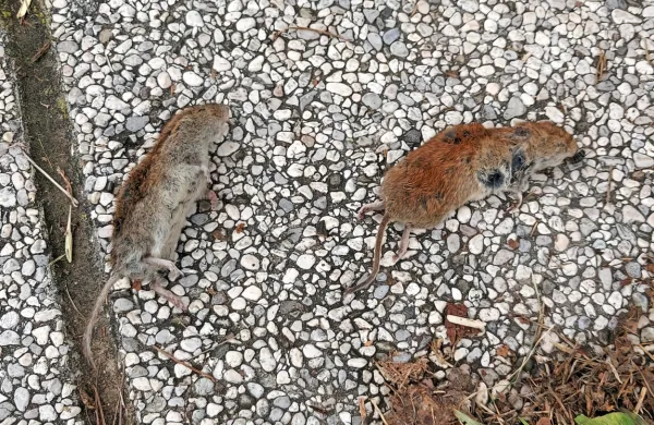 V letošnjem tako imenovanem mišjem letu je tudi povsod po 
Primorskem opaziti večje število poljskih miši, tudi poginulih.