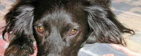 Podganji in polžji strupi - nevarnost za pse in mačke