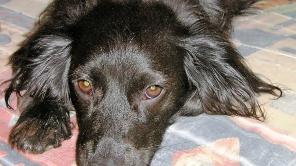 Podganji in polžji strupi - nevarnost za pse in mačke