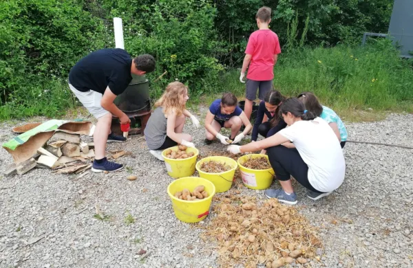 Učenci 7. razreda OŠ Podgrad so v petek na kmetiji Slavec v 
Knežaku pomagali osmukati star krompir in ga skuhali za živali.