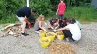 Učenci 7. razreda OŠ Podgrad so v petek na kmetiji Slavec v 
Knežaku pomagali osmukati star krompir in ga skuhali za živali.