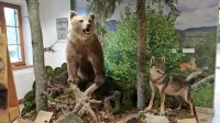 Medved, ki je bil ustreljen na nedovoljen način, in povožen  volk sta 
postala del razstave o velikih zvereh in snežniških gozdovih na 
Mašunu. 