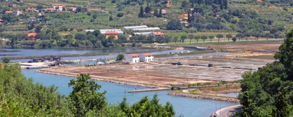 Čeprav so po velikosti najmanjše v Sredozemlju, se Strunjanske soline ne pustijo pregnati, temveč še naprej živijo svoje skromno življenje.