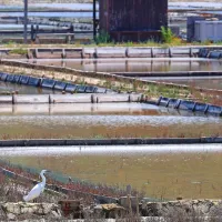 V morski laguni Stjuža je polno življenja.