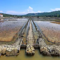 Strunjanski zaliv je prepleten s solinarskimi nasipi, kanali in plitvimi bazeni. 