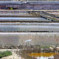 Strunjanske soline so zavarovane kot naravni in kulturni spomenik. 