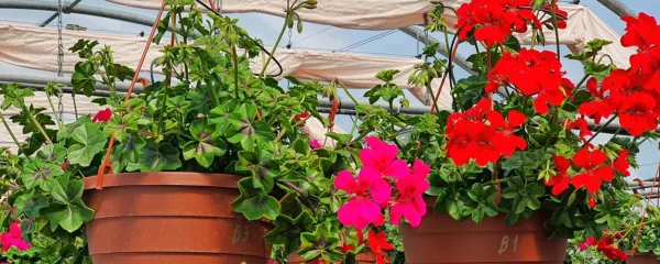 Pelargonije so ene najstarejših in najbolj priljubljenih rastlin za 
ureditev okenskih polic in balkonov.