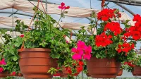 Pelargonije so ene najstarejših in najbolj priljubljenih rastlin za 
ureditev okenskih polic in balkonov.