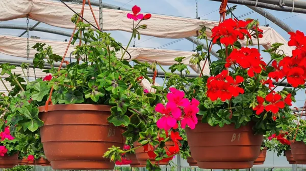 Pelargonije so ene najstarejših in najbolj priljubljenih rastlin za 
ureditev okenskih polic in balkonov.