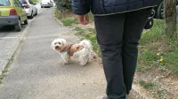 Odvezani psi in pasji kakci, ki jih lastniki psov ne pobirajo, so 
predvsem težava določenih sosesk v Novi Gorici in v Solkanu.