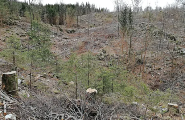 Ljubitelji Trnovskega gozda so zadovoljni z dogovori z gozdarsko stroko, po katerih naj v prihodnje ne bi bilo več  sečnje na velikih 
površinah. 