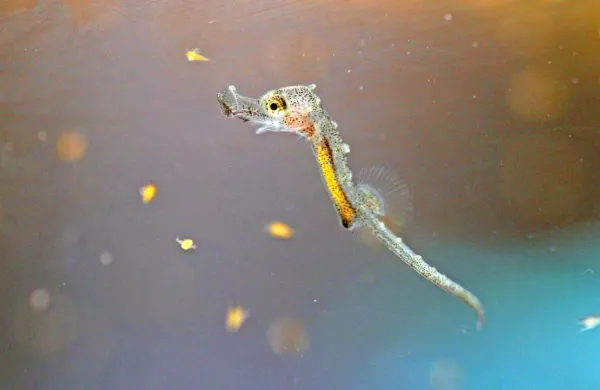 Mladičkov je bilo čez tisoč, a je naravna selekcija opravila svoje - 
na fotografiji dva dneva star piranski morski konjiček. 