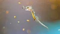 Mladičkov je bilo čez tisoč, a je naravna selekcija opravila svoje - 
na fotografiji dva dneva star piranski morski konjiček. 