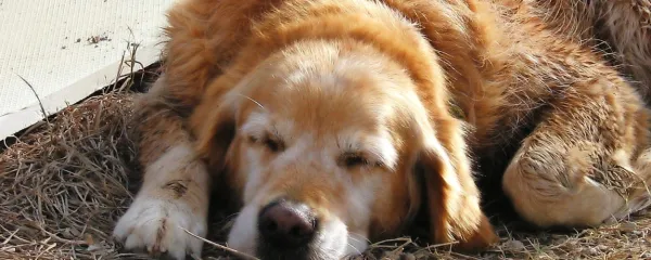 Prehrana živali z rakom