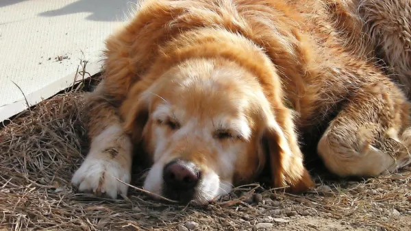 Prehrana živali z rakom