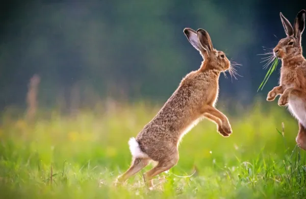Na Goriškem se ob mišji mrzlici pojavlja še  zajčja, ki jo prenašajo 
divji zajci, kunci, voluharji, pa tudi klopi in celo komarji. 
