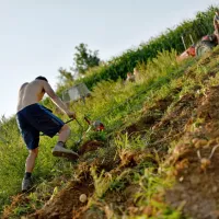 Tudi z zajčjo mrzlico se  lahko okužimo ob kmečkih opravilih, saj 
prah lahko  vsebujejo dele  iztrebkov okuženih glodalcev.  