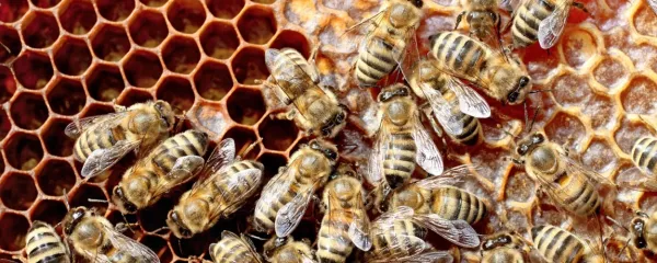 Čebele in drugi opraševalci so del evropske strategije Pripravljeni 
na 55.