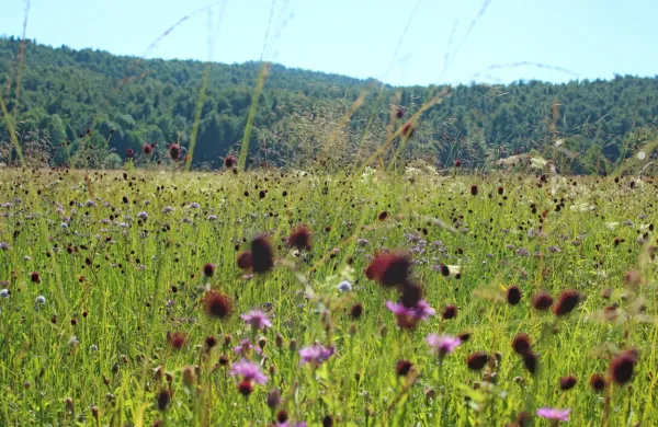 Nov skrbnik bo s pozno košnjo poskrbel, da se bodo na Planinskem polju ohranili travniki s  stožko. 